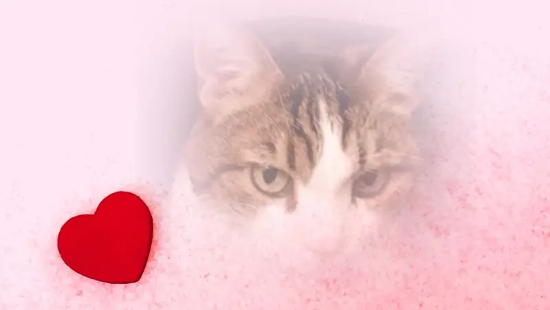 Condolence image of Sternchenpost ⭐