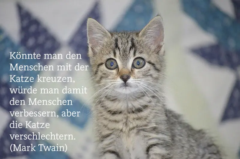 Condolence image of Jutta mit Flash im Herzen ♥️♥️