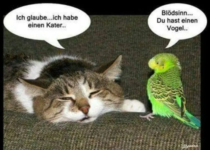 Condolence image of Gatita&Timmy,Schnuffi,Maus,Hope an Mutti Tanja