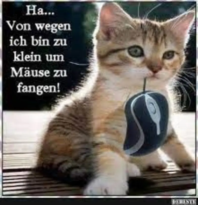 Condolence image of Von Gatita&Timmy,Schnuffi,Mausi+Hope an Mutti Tanja