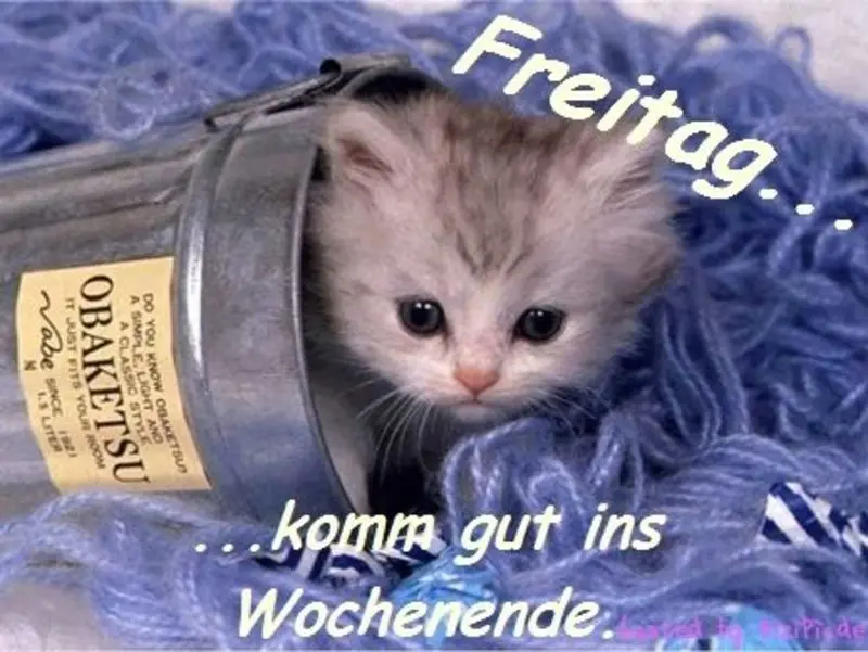 Condolence image of Patricia mit Bunny ❤