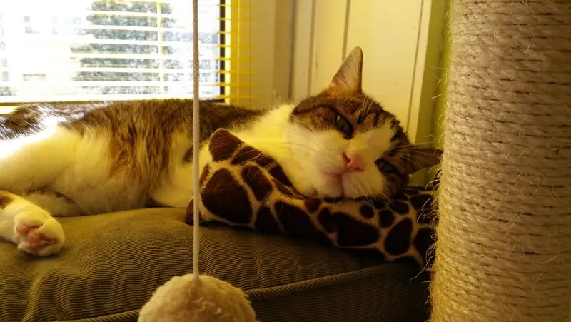 Condolence image of Von Deinem Frauchen Tanja