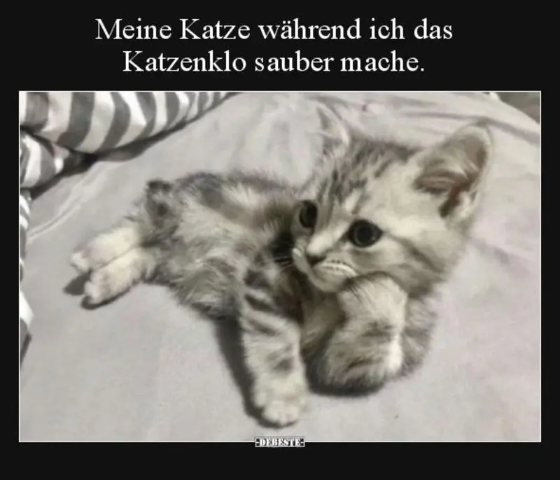 Condolence image of Von Gatita&Timmy,Schnuffi,Mausi,Hope an Mutti Tanja