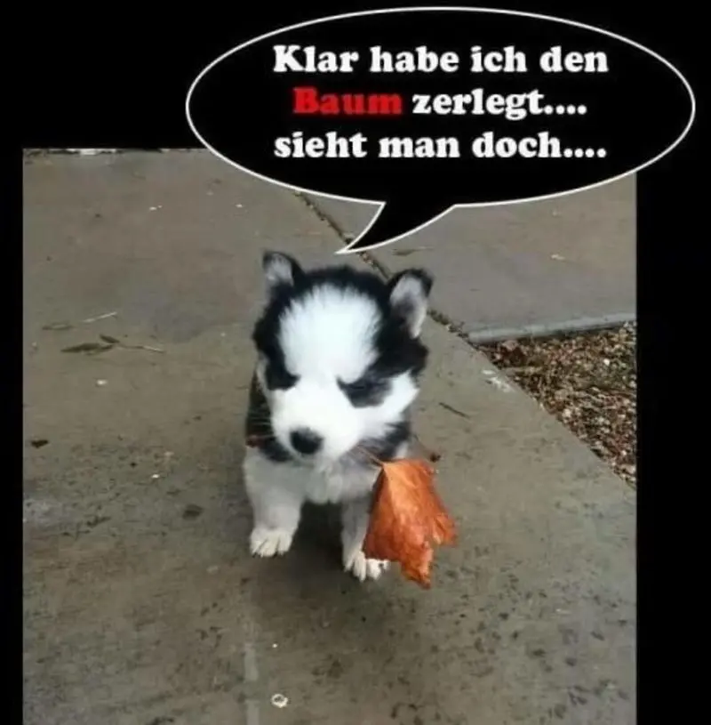 Condolence image of Timmy,Schnuffi,Mausi,Hope an Katzenmutti Tanja