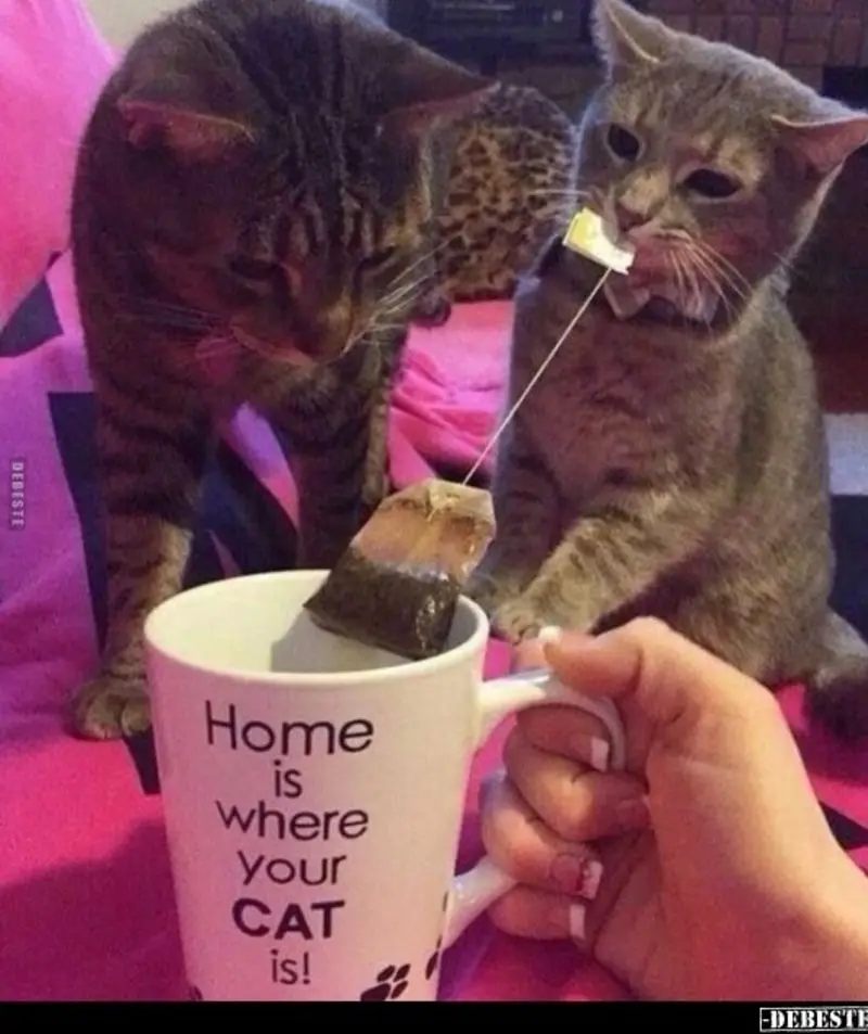 Condolence image of Von Gatita&Timmy,Schnuffi,Mausi,Hope an Katzenmutti Tanja