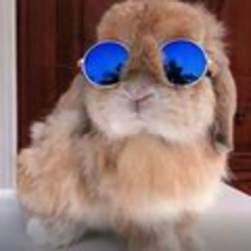 Condolence image of Post von Bunny 