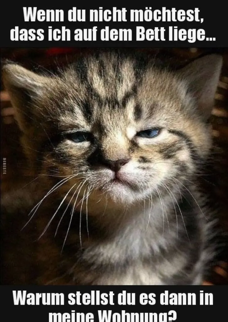 Condolence image of Von Gatita&Timmy,Schnuffi,Mausi,Hope an Katzenmutti Tanja