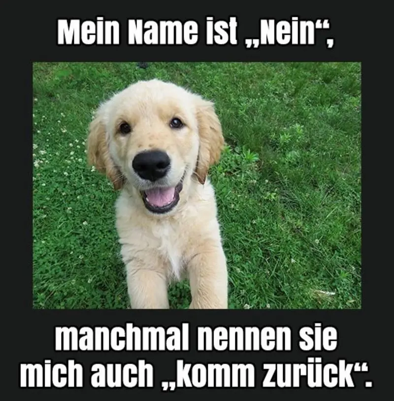 Condolence image of Von Gatita&Timmy,Schnuffi,Mausi,Hope an Katzenmutti Tanja