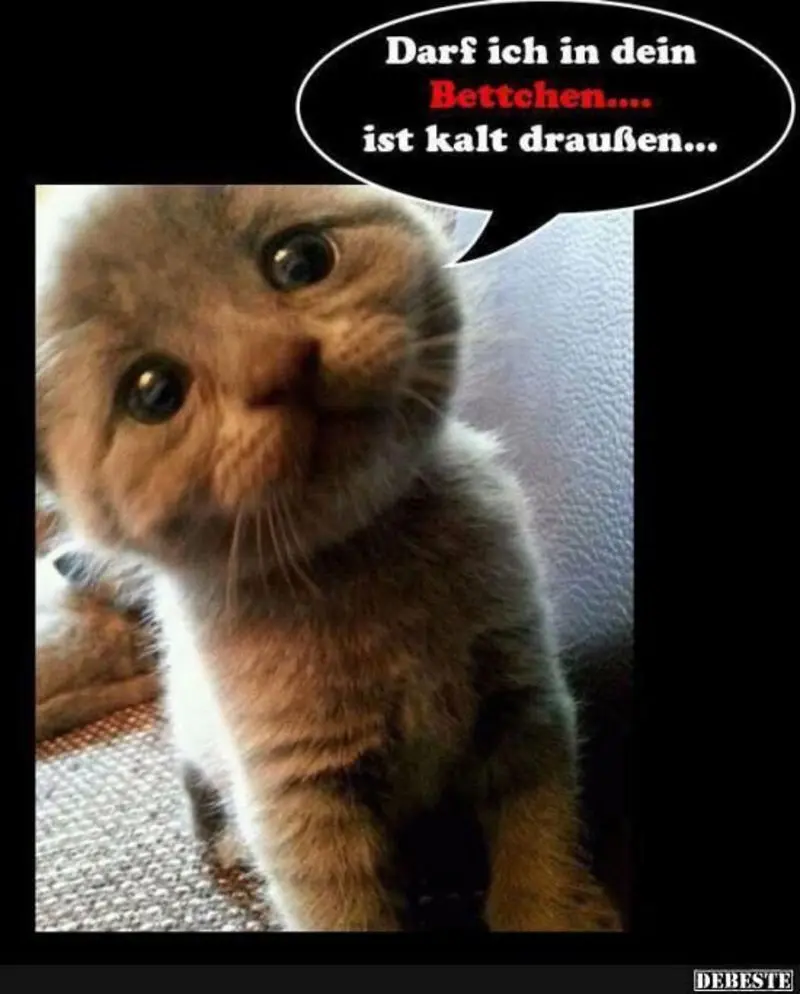 Condolence image of Von Gatita&Timmy,Schnuffi,Mausi,Hope an Katzenmutti Tanja