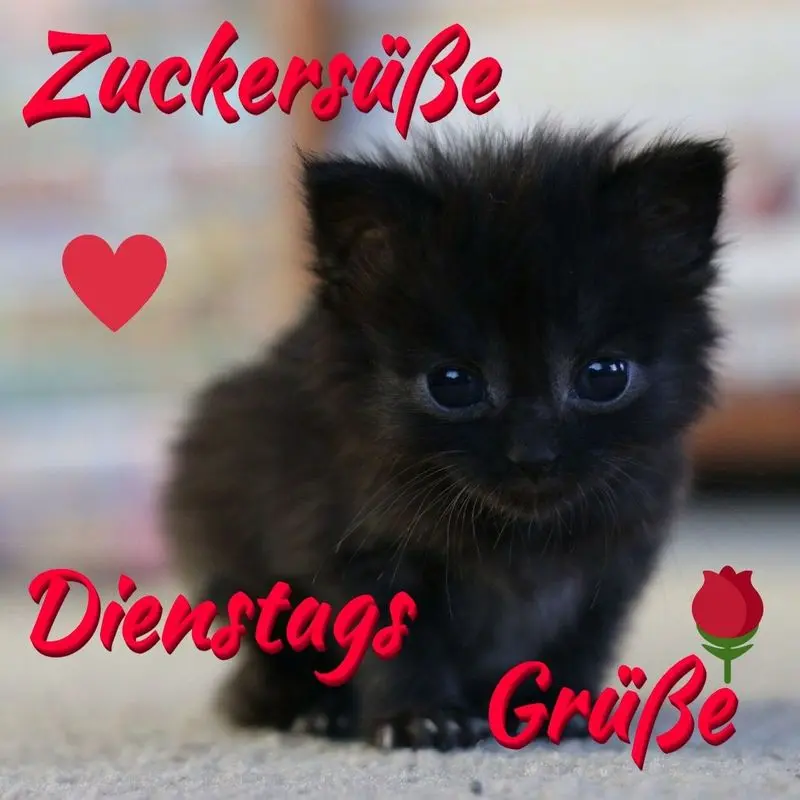 Condolence image of Post von Bunny 