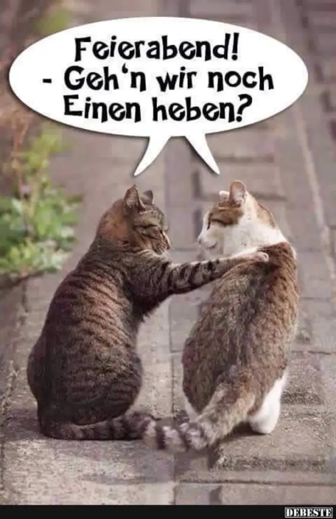 Condolence image of Von Gatita&Timmy,Schnuffi,Mausi,Hope an Katzenmutti Tanja