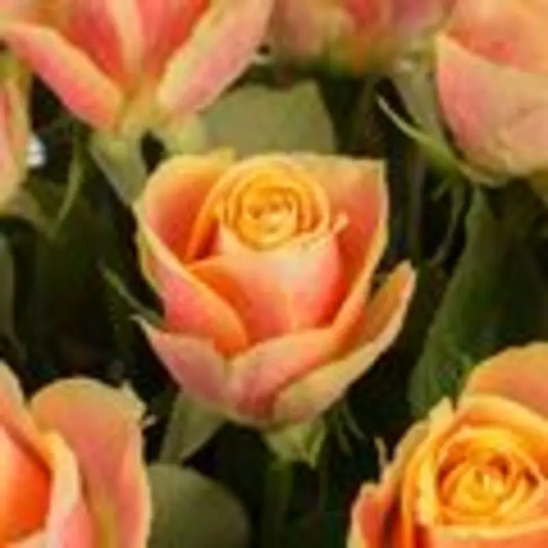 Condolence image of Evelyn