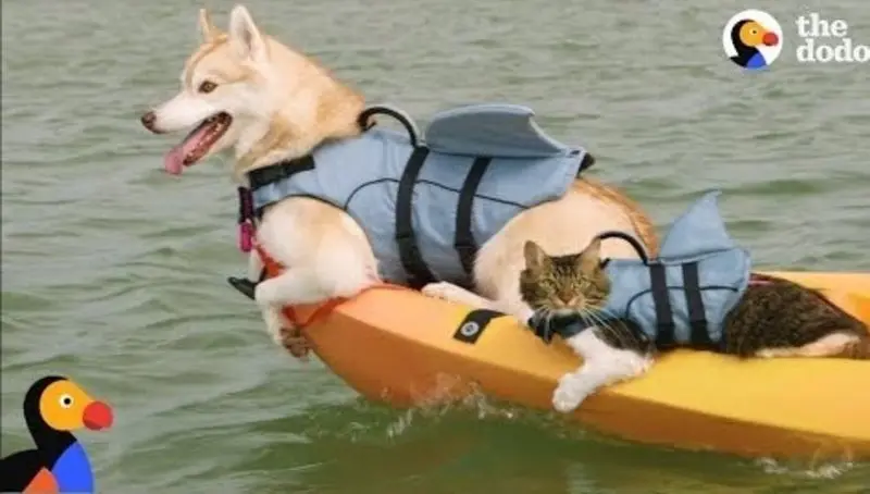 Condolence image of An Katzenmutti Tanja von Gatita und Silvia