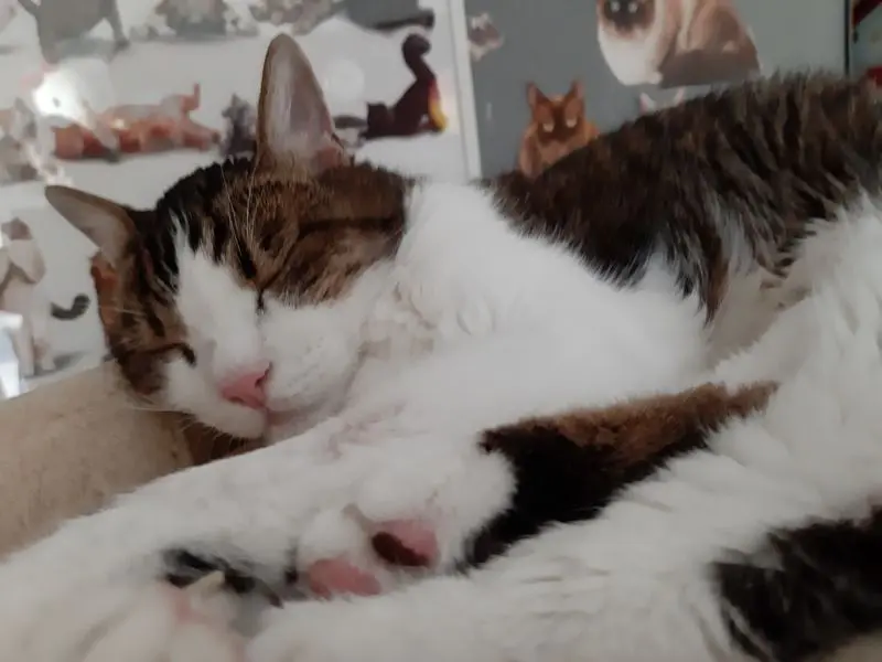 Condolence image of Von Deinem Frauchen Tanja