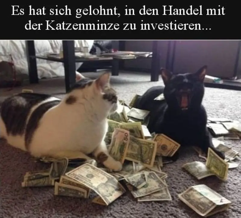 Condolence image of Von Gatita&Timmy,Schnuffi,Mausi,Hope an Katzenmutti Tanja