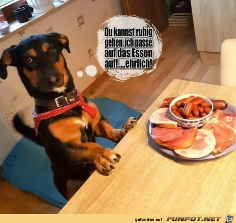 Condolence image of Von Gatita&Timmy,Schnuffi,Mausi,Hope an Katzenmutti Tanja