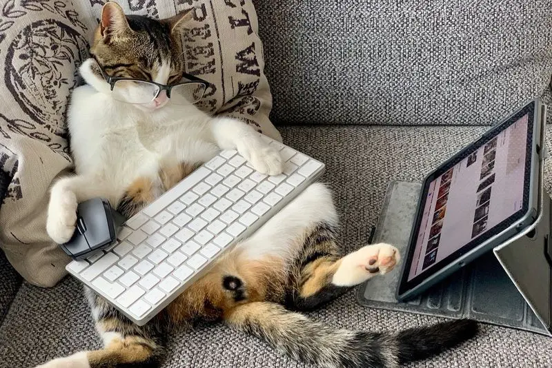 Condolence image of Von Gatita&Timmy,Schnuffi,Mausi,Hope an Katzenmutti Tanja