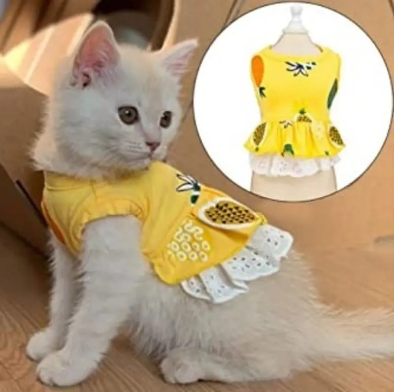 Condolence image of Von Gatita&Timmy,Schnuffi,Mausi,Hope an Katzenmutti Tanja