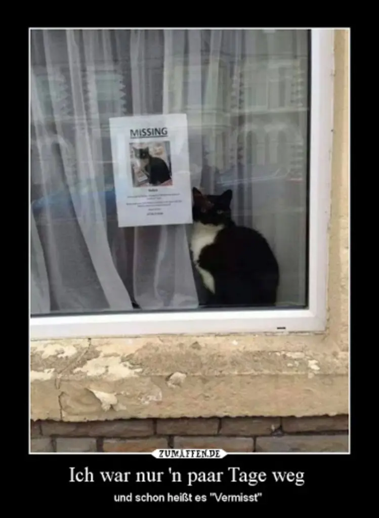 Condolence image of Von Gatita&Timmy,Schnuffi,Mausi,Hope an Katzenmutti Tanja