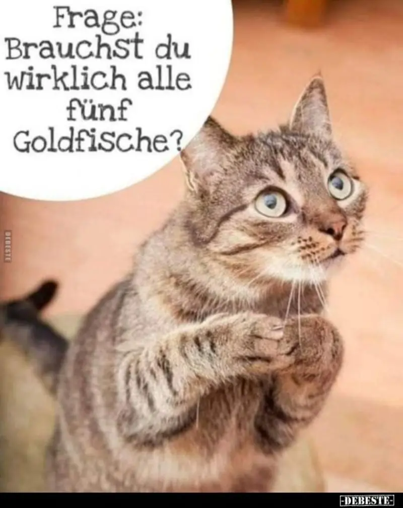 Condolence image of Von Gatita&Timmy,Schnuffi,Mausi,Hope an Katzenmutti Tanja