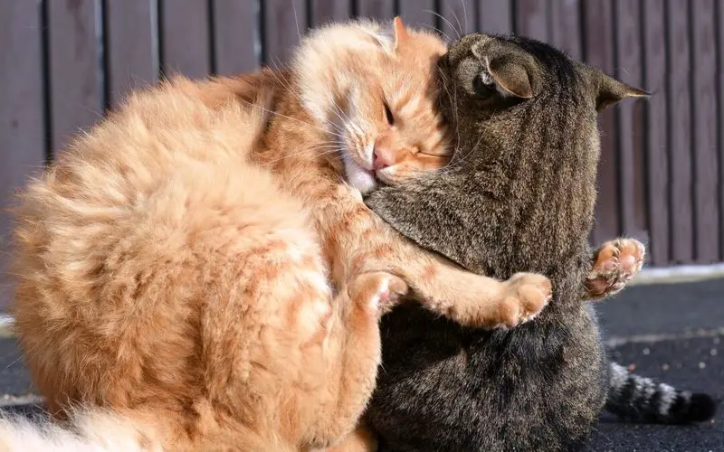 Condolence image of An Katzenmutti Tanja von Gatita,Schnuffi,Mausi und Hope