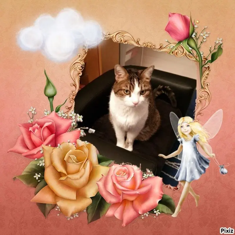 Condolence image of Sternchenpost ⭐