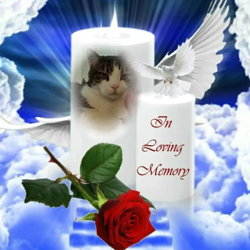 Condolence image of 2. Sternchen❤️Gedenktag❤️❤️