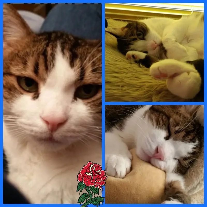 Condolence image of Ellen mit Lina ❤️und all meinen Sternchen ❤️