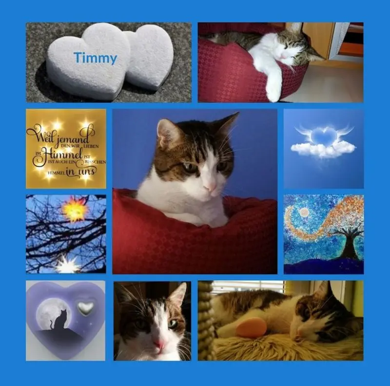 Condolence image of Rosen für Timmy zum 2. Sternchentag 