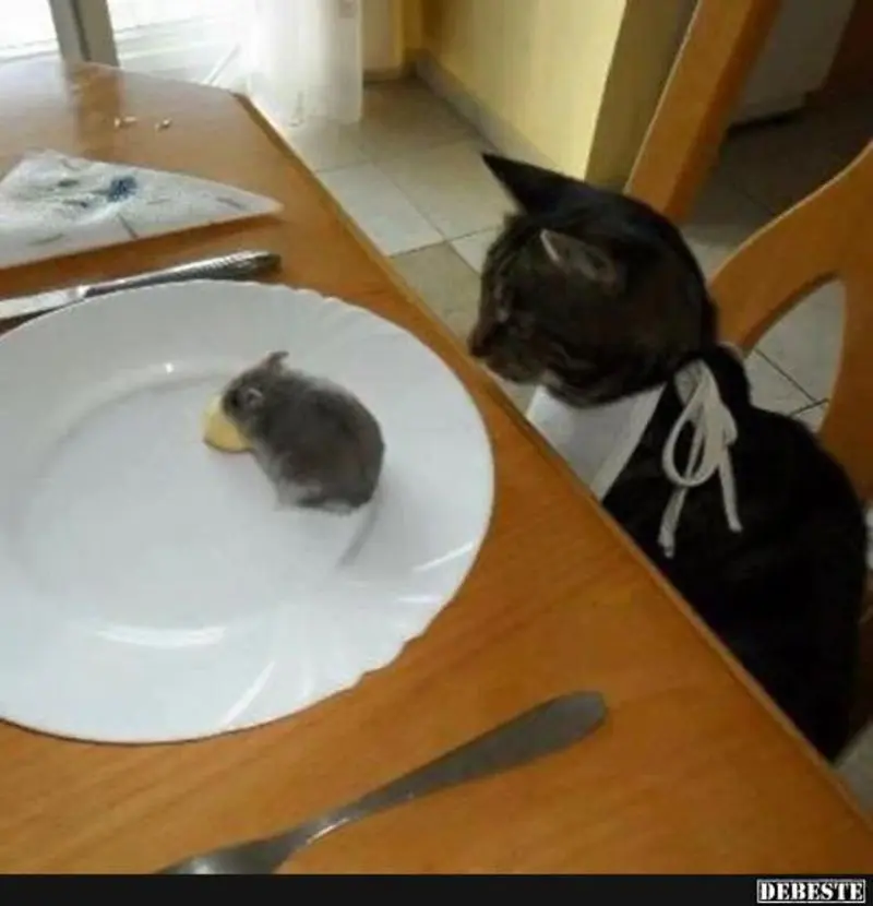 Condolence image of Von Gatita&Timmy,Schnuffi,Mausi,Hope an Katzenmutti Tanja