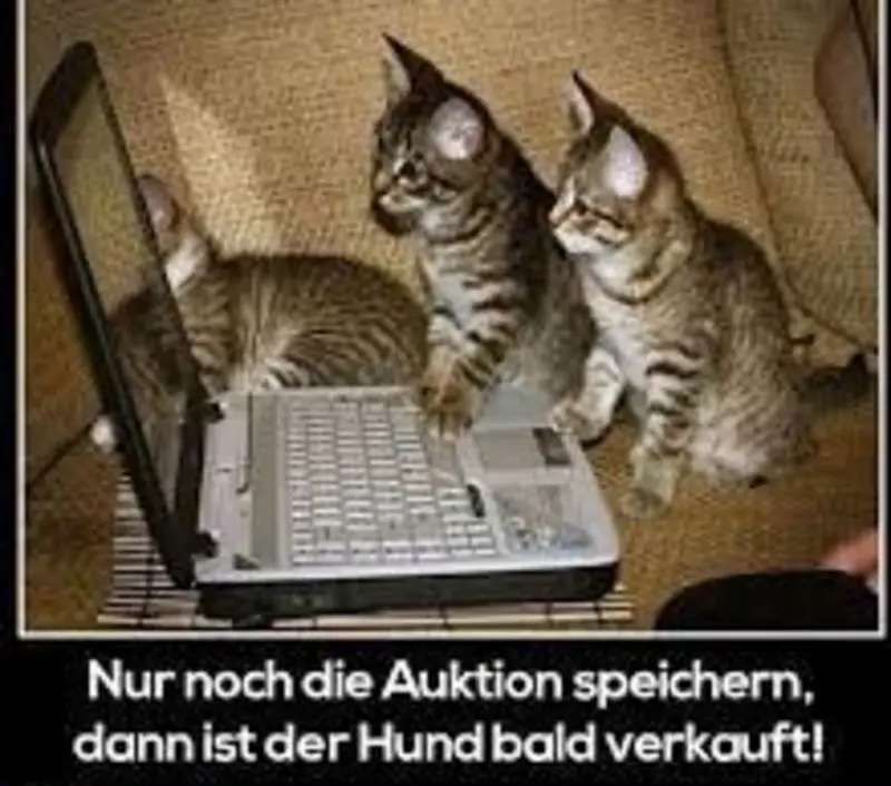 Condolence image of Von Gatita&Timmy,Schnuffi,Mausi,Hope an Katzenmutti Tanja