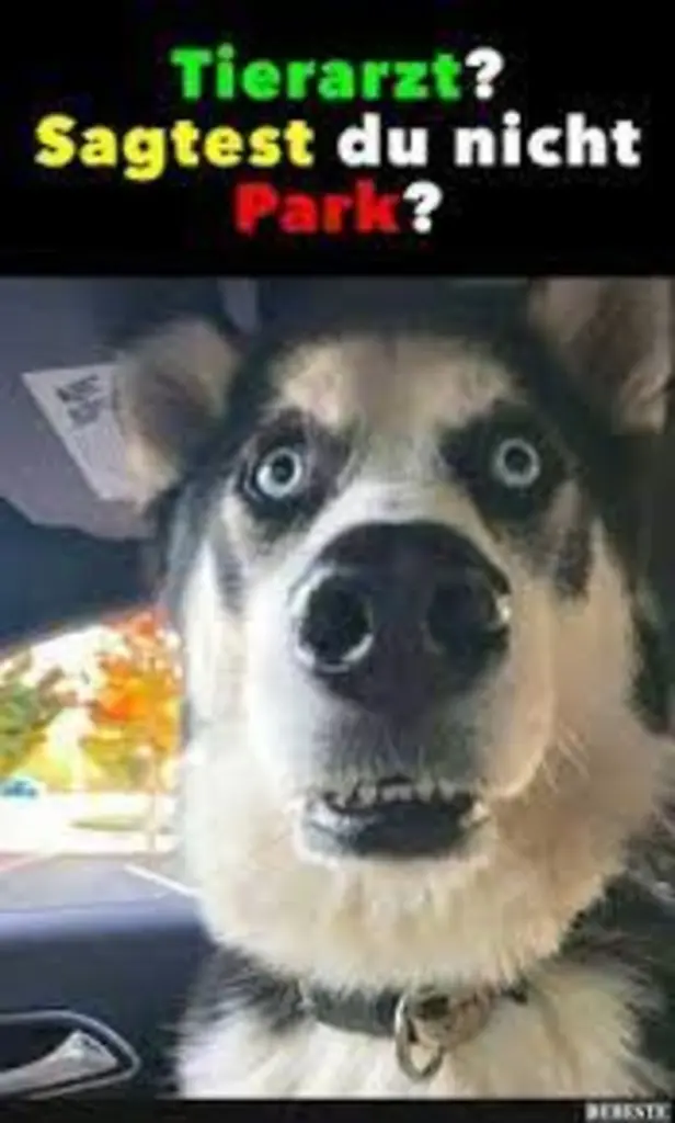 Condolence image of Von Gatita&Timmy,Schnuffi,Mausi,Hope an Katzenmutti Tanja