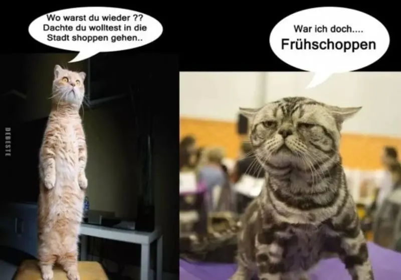 Condolence image of Von Gatita&Timmy,Schnuffi,Mausi,Hope an Katzenmutti Tanja