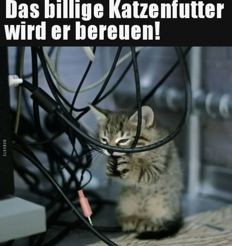 Condolence image of Von Gatita&Timmy,Schnuffi,Mausi,Hope an Katzenmutti Tanja