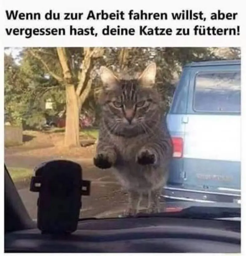 Condolence image of Von Gatita&Timmy,Schnuffi,Mausi,Hope an Katzenmutti Tanja