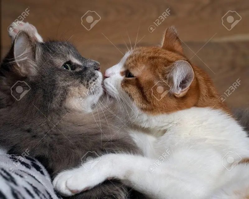 Condolence image of Von Timmy&Gatita,Schnuffi,Mausi,Hope an Katzenmutti Tanja