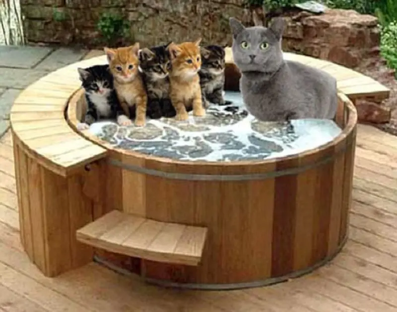 Condolence image of Von Gatita&Timmy,Schnuffi,Mausi,Hope an Katzenmutti Tanja