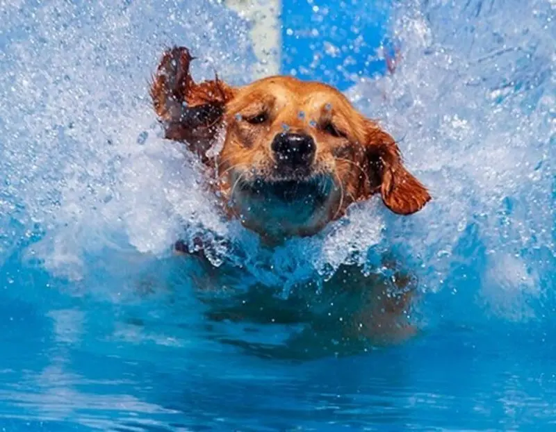 Condolence image of Von Gatita&Timmy,Schnuffi,Mausi,Hope an Katzenmutti Tanja