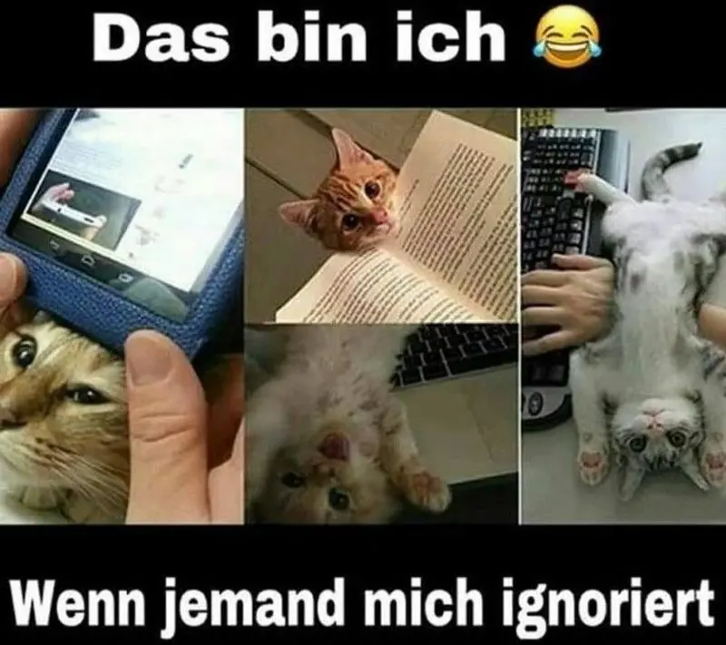 Condolence image of Von Gatita&Timmy,Schnuffi,Mausi,Hope an Katzenmutti Tanja