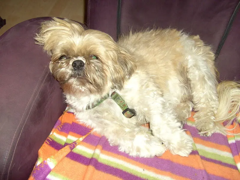 Condolence image of sabina mit sharky und Maitlyn im Herzen