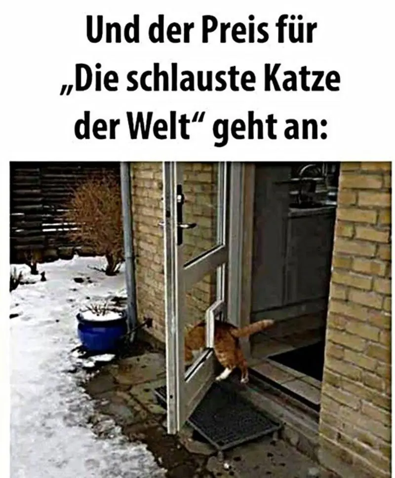 Condolence image of Von Gatita&Timmy,Schnuffi,Mausi,Hope an Katzenmutti Tanja