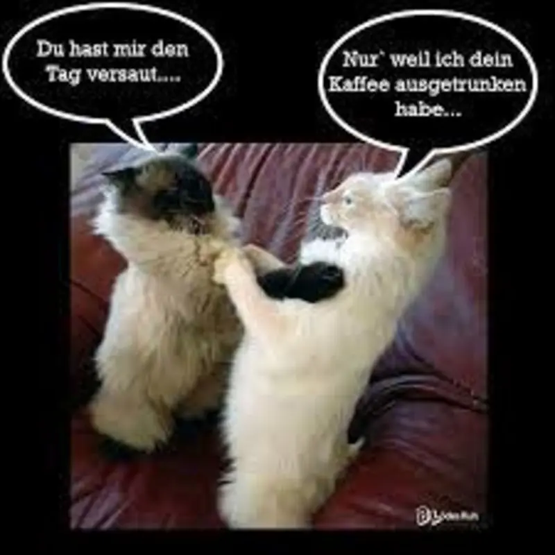 Condolence image of Von Gatita&Timmy,Schnuffi,Mausi,Hope an Katzenmutti Tanja