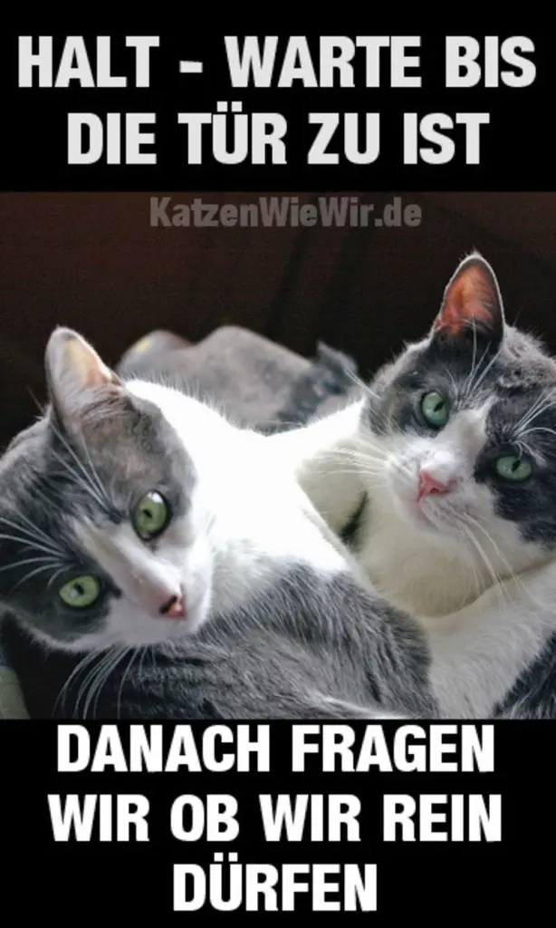 Condolence image of Von Gatita&Timmy,Schnuffi,Mausi,Hope an Katzenmutti Tanja