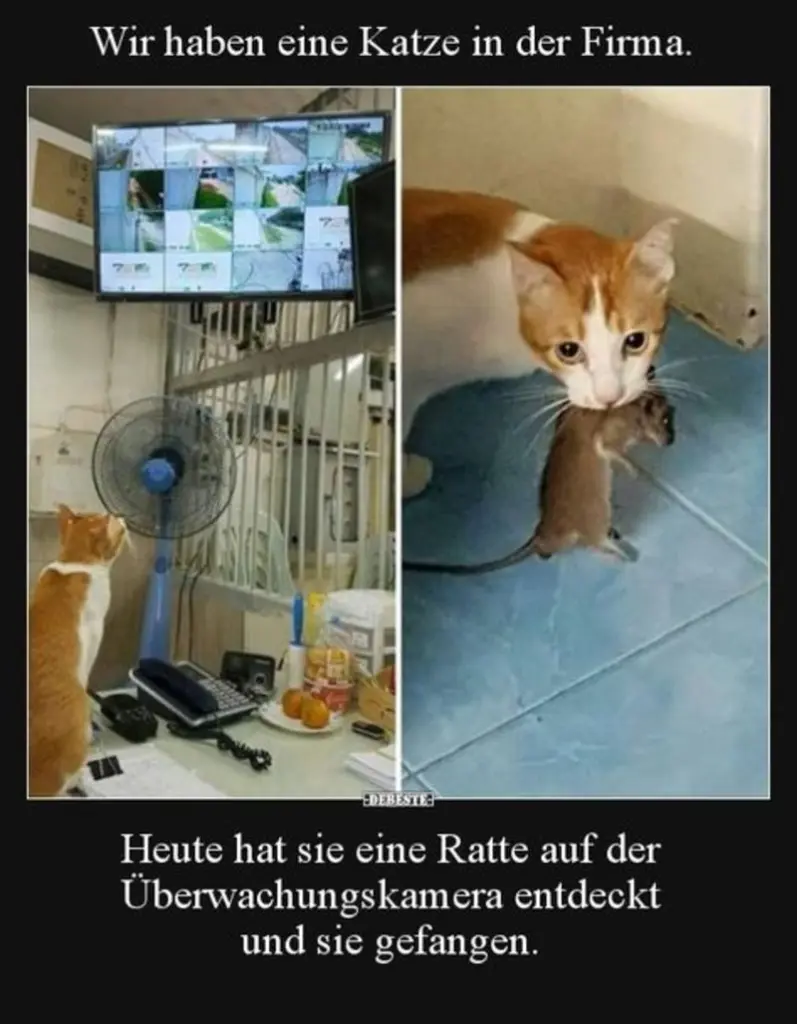 Condolence image of Von Gatita&Timmy,Schnuffi,Mausi,Hope an Katzenmutti Tanja