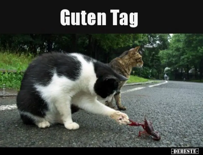 Condolence image of Von Gatita&Timmy,Schnuffi,Mausi,Hope an Katzenmutti Tanja