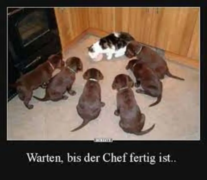 Condolence image of Von Gatita&Timmy,Schnuffi,Mausi,Hope an Katzenmutti Tanja