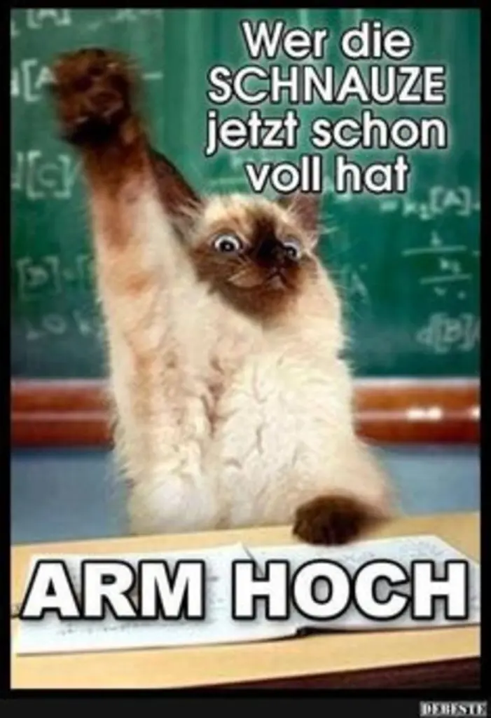 Condolence image of Von Gatita&Timmy,Schnuffi,Mausi,Hope an Katzenmutti Tanja