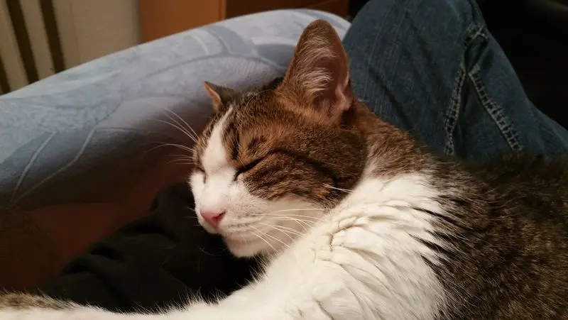 Condolence image of Von Deinem Frauchen Tanja