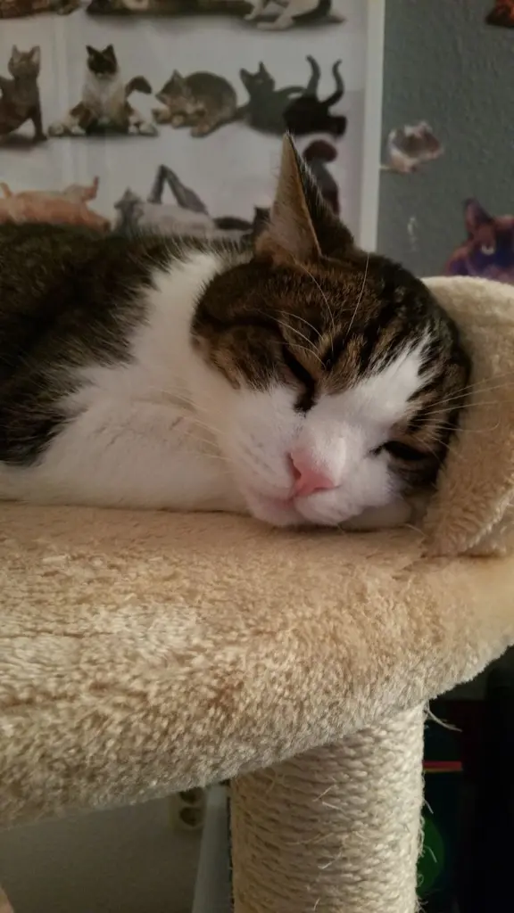 Condolence image of Von Deinem Frauchen Tanja