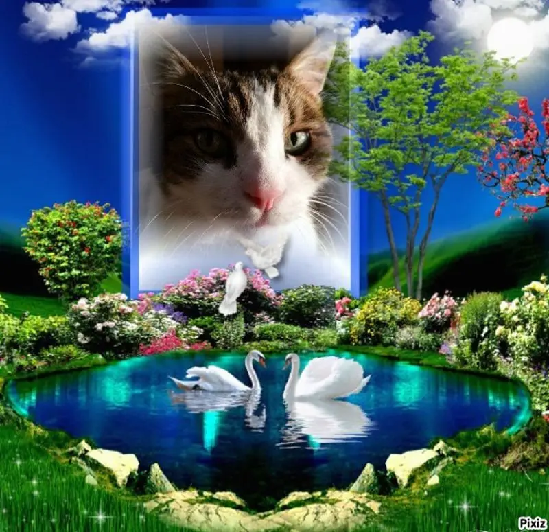 Condolence image of Sternchenpost ⭐